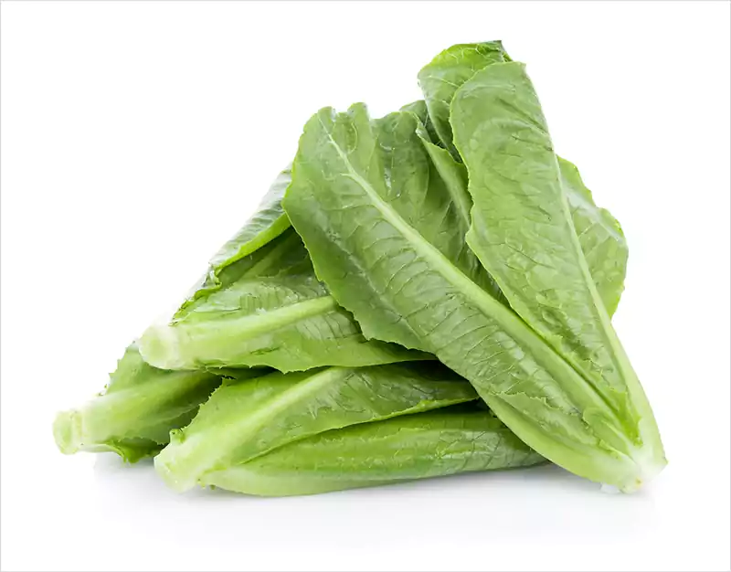 Parris Island Cos Romaine Lettuce
