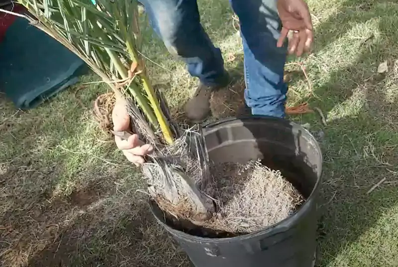 Planting the severed offshoot in a well accommodating container
