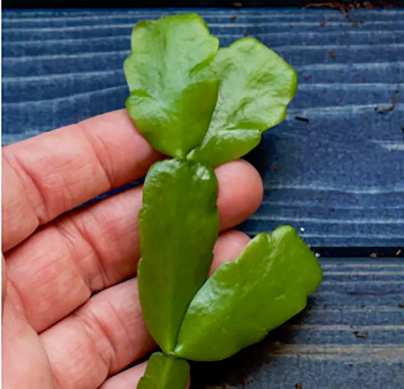 Segment of Christmas Cactus