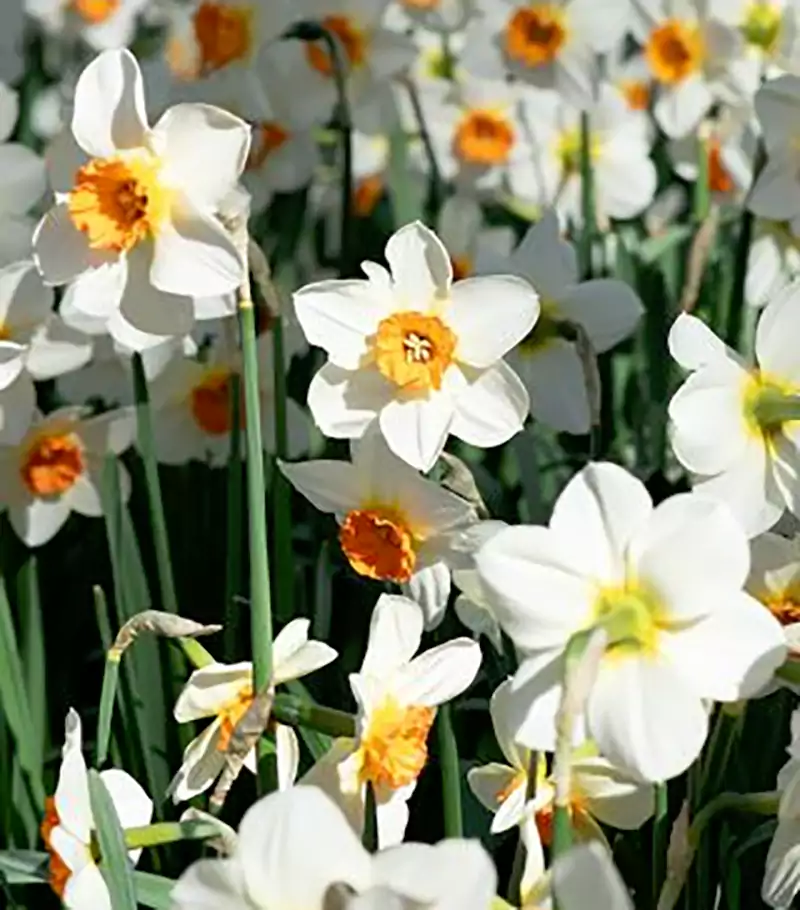 Small cup daffodils