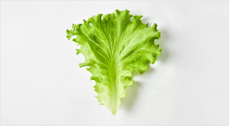 Summer crisp Lettuce