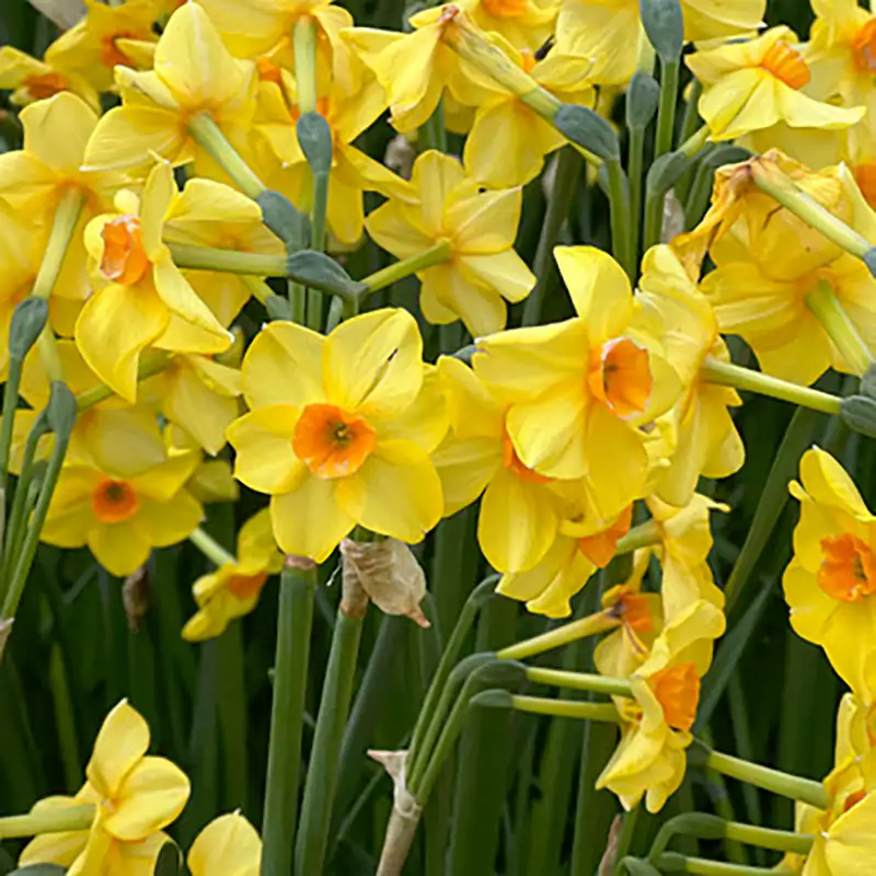 Tazetta daffodils