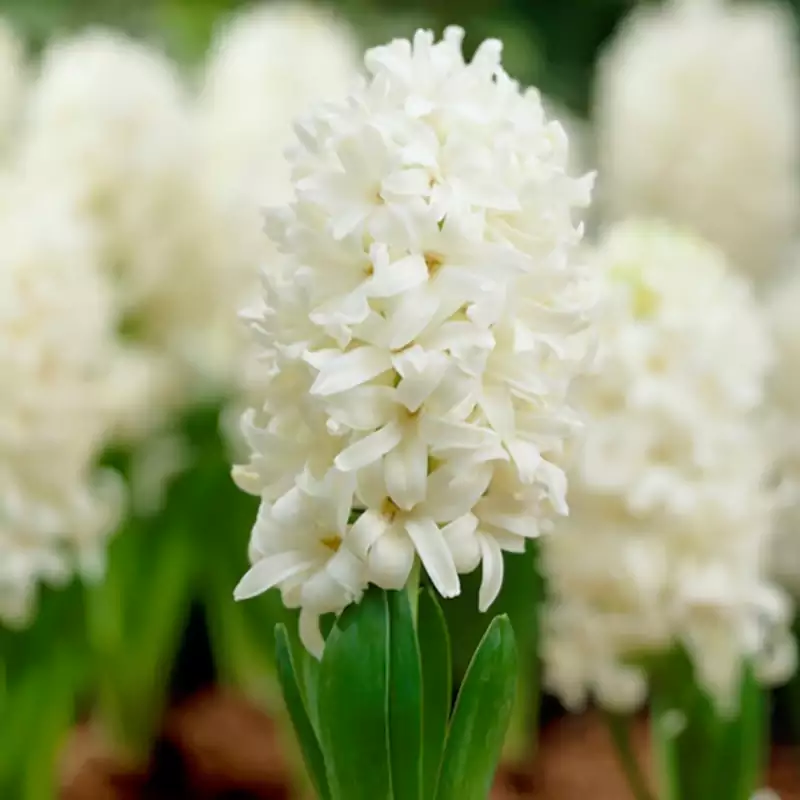 Top White hyacinth