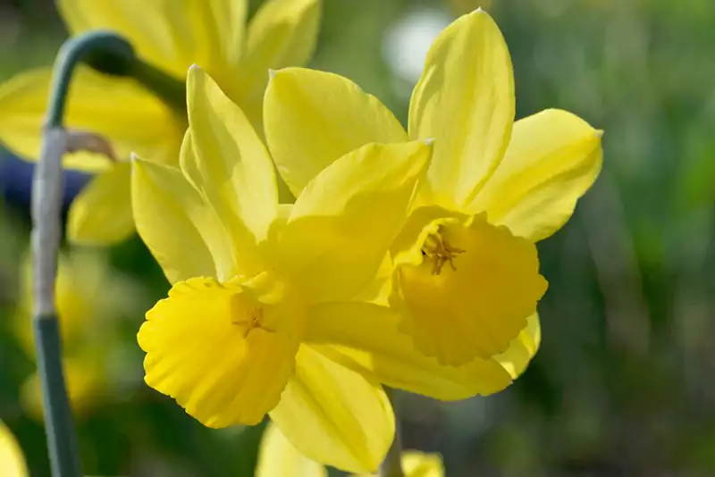 Trianderus daffodils