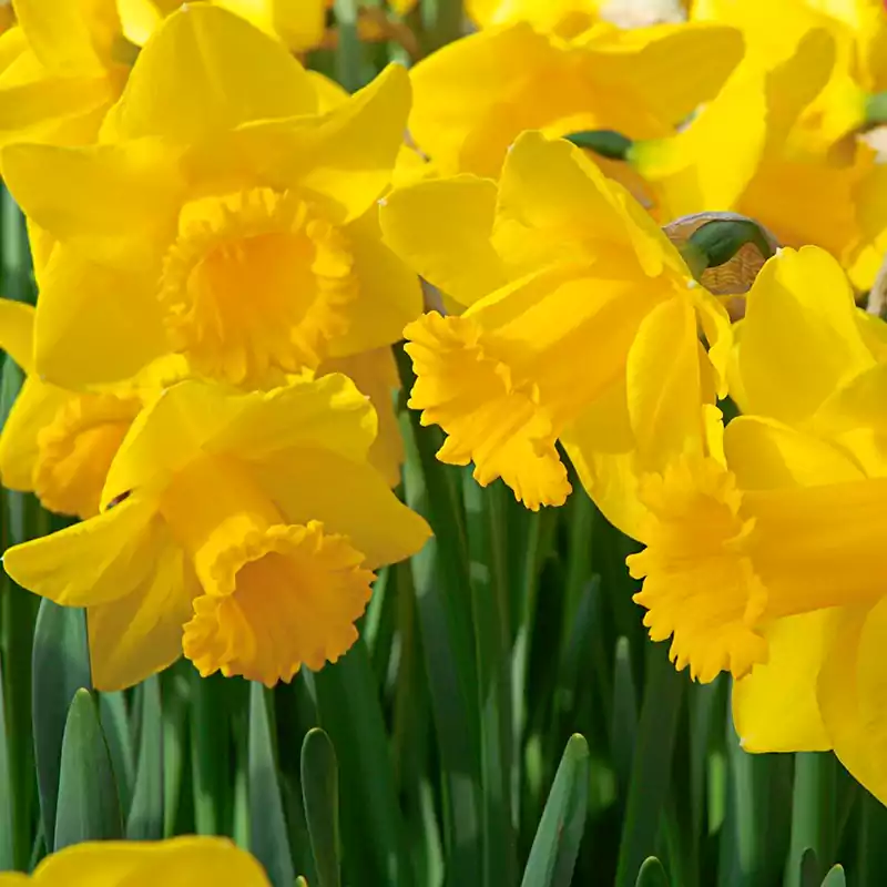 Trumpet daffodils