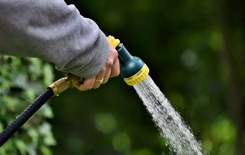 Watering the planted offshoot