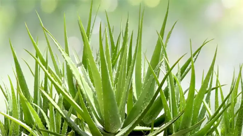 d-Aloe Plant Care Tips