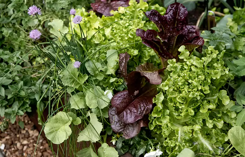 favourite Lettuce Type