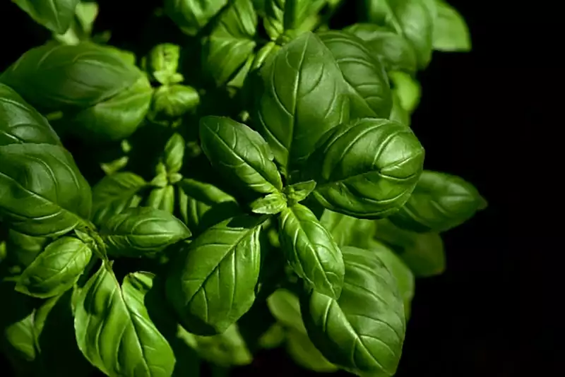 Arctic Basil