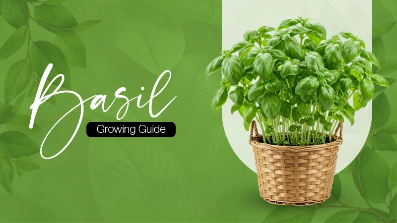 Basil Growing Guide