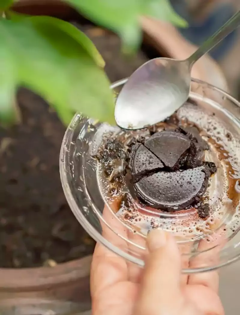 Basil plant fertilizer