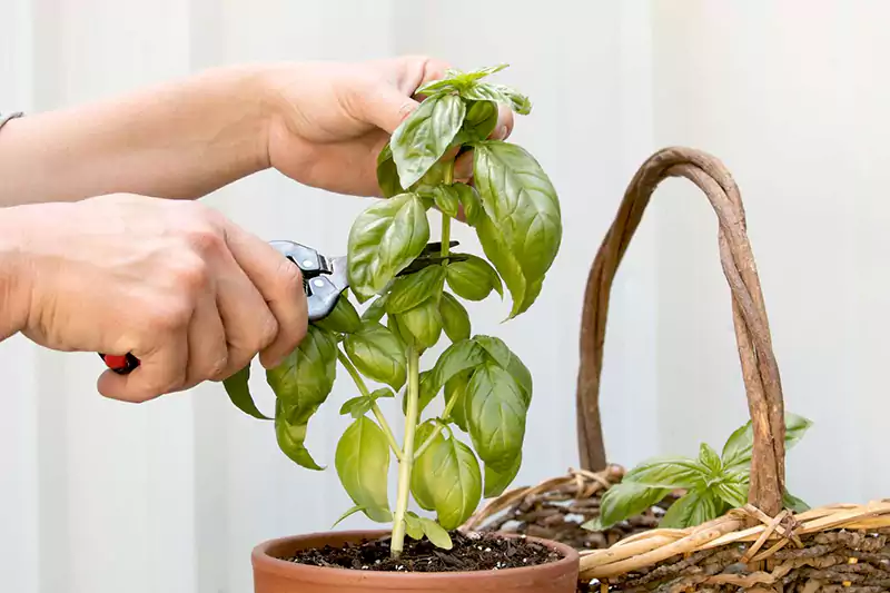 Basil plant pruning