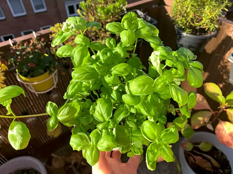Basil plant