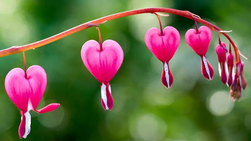 Bleeding Heart Plants