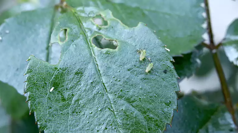 Bleeding heart plant pests