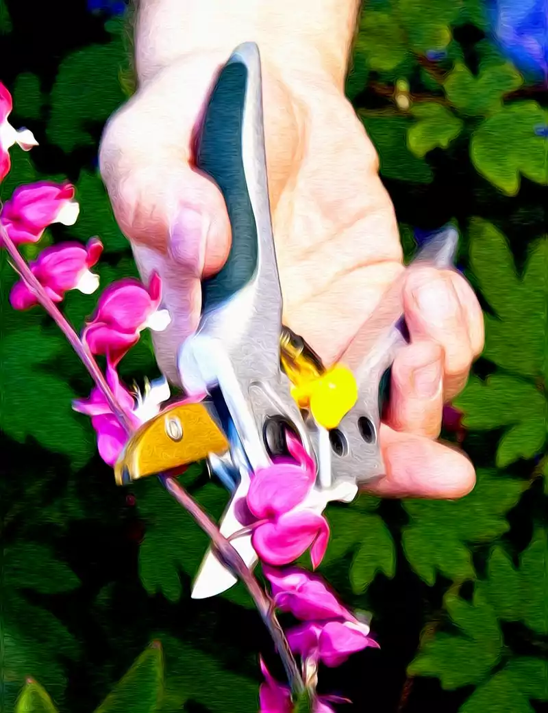 Bleeding heart plant pruning