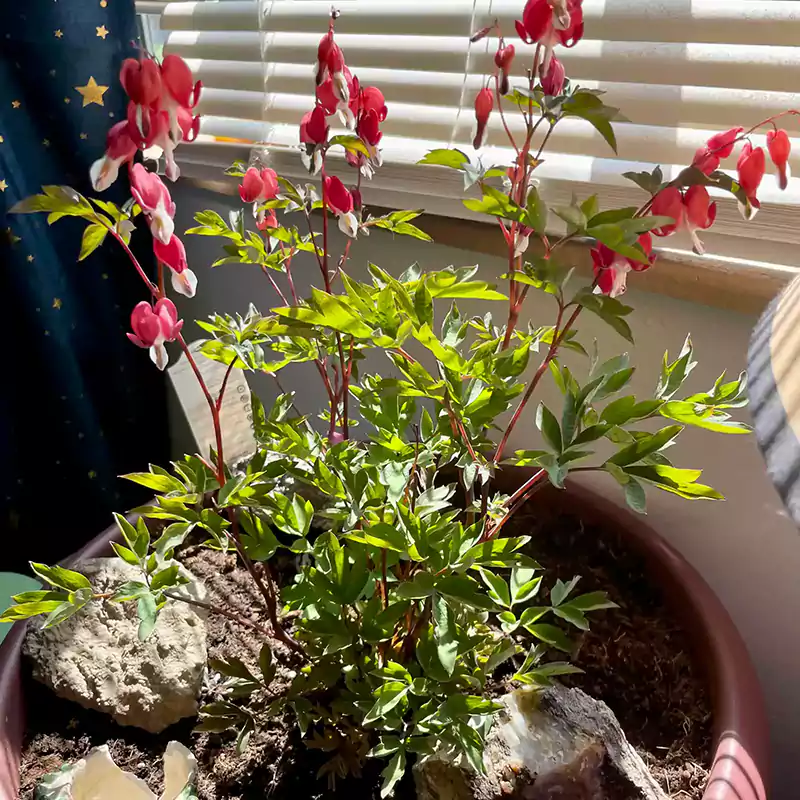 Bleeding heart plant sunlight