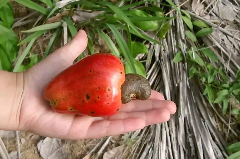 Cashew apples
