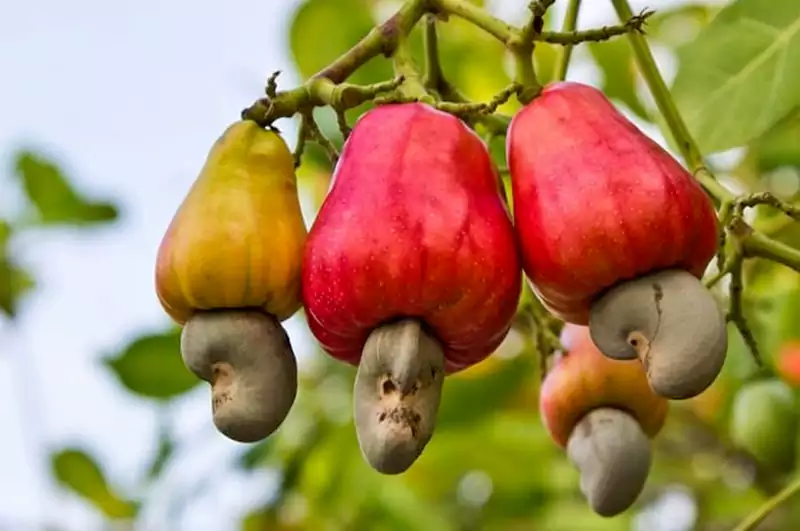 Cashew plant