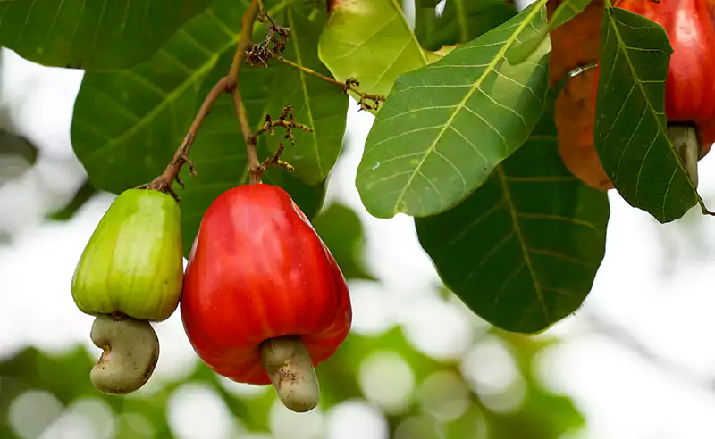 Cashew tree