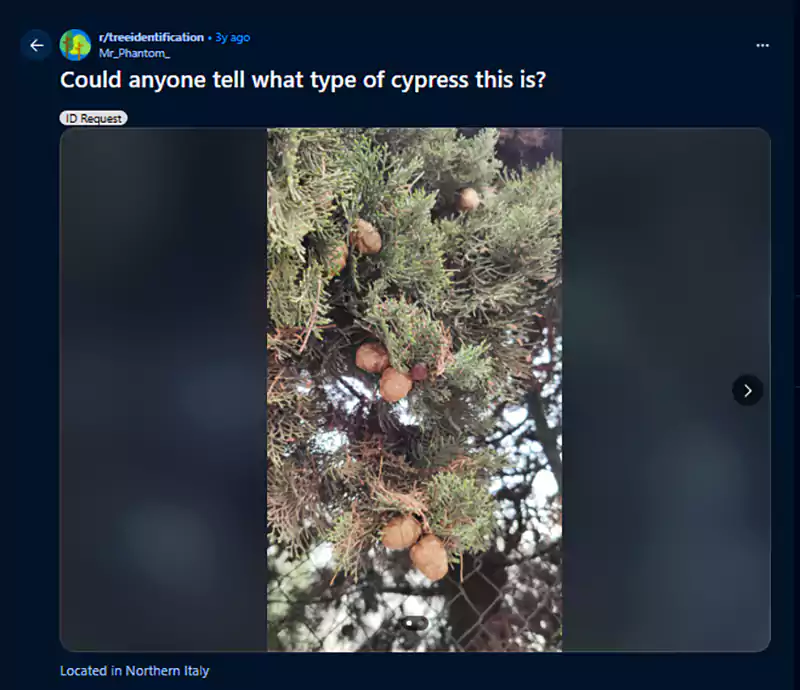 Cypress Tree Type Reddit Screenshot