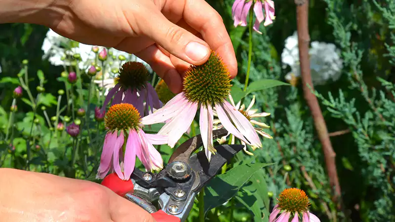 Deadheading the coneflower