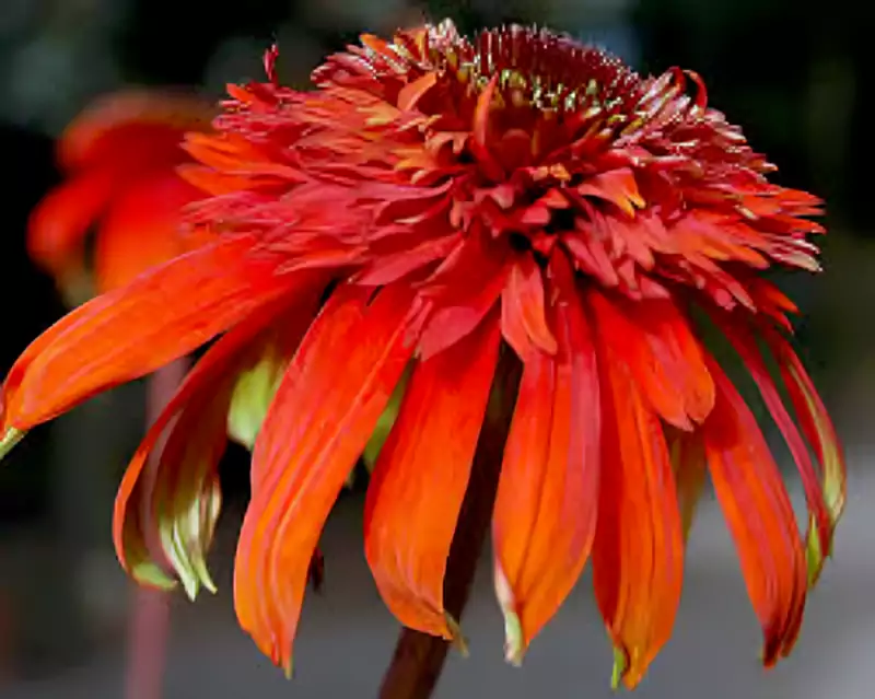 Echinacea Hot Papaya