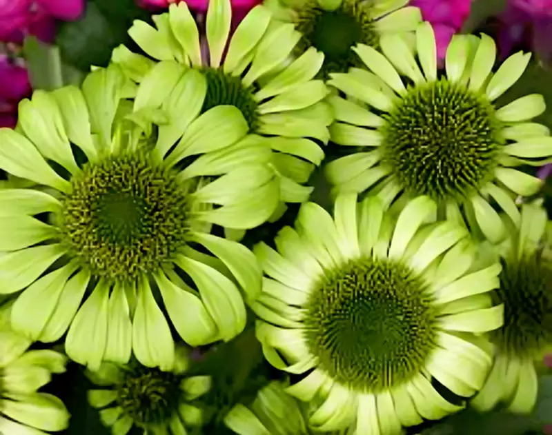 Echinacea purpurea Greenline