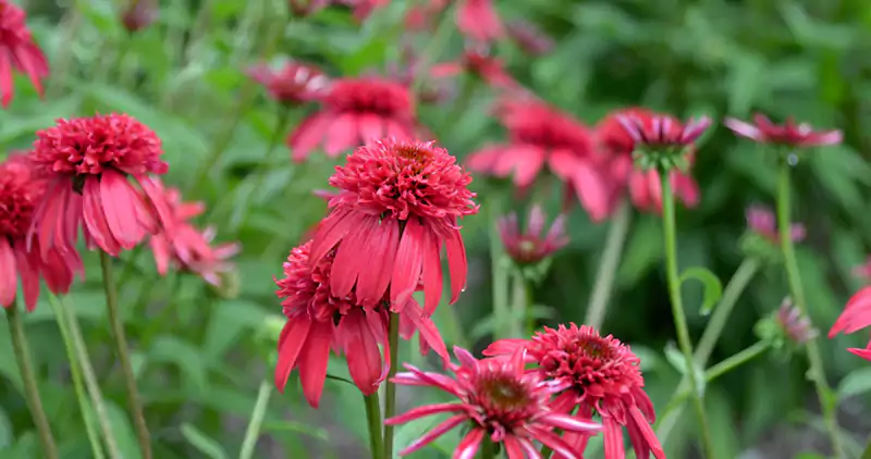 Echinacea x purpurea Balscanery