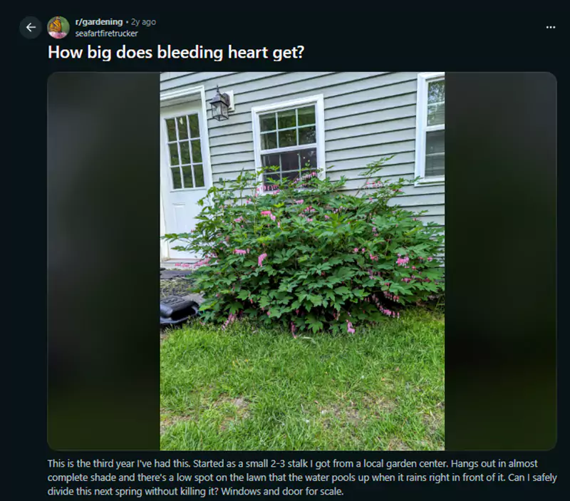 How big does bleeding heart get Reddit query
