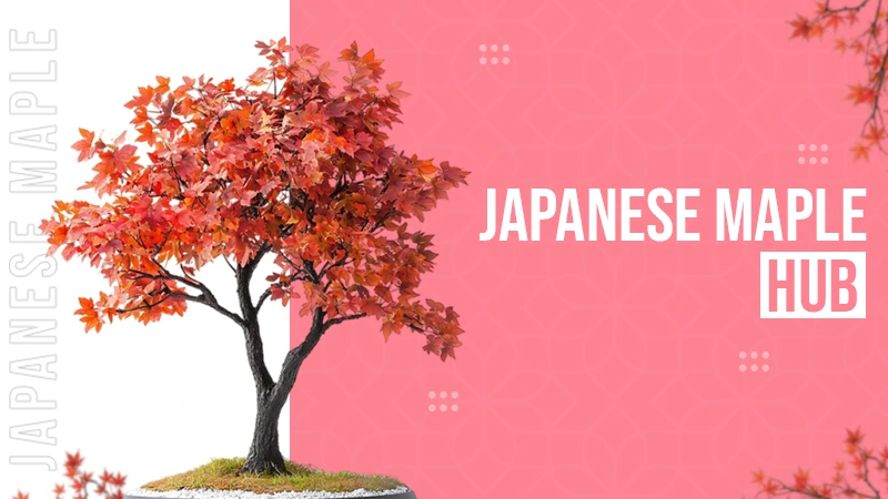 Japanese Maple Hub
