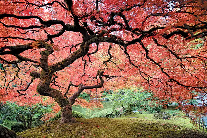 Japanese Maple Trees