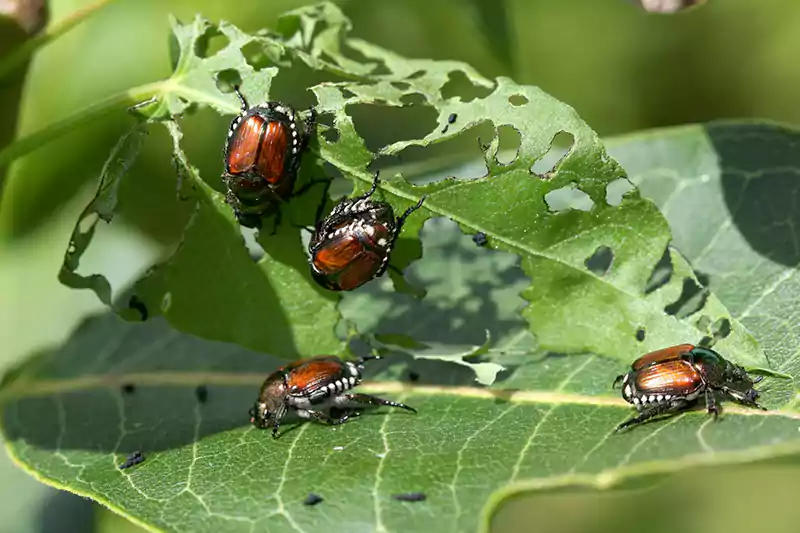 Japanese beetles