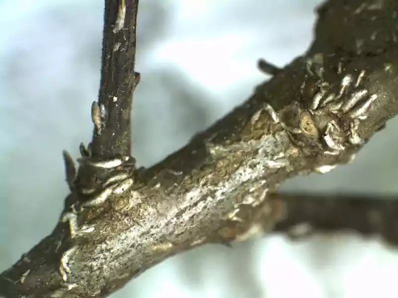 Japanese maple scale