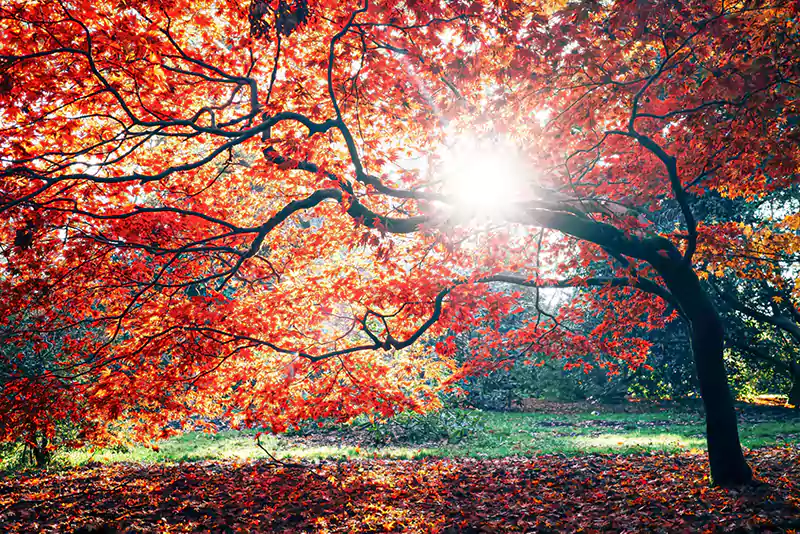 Japanese maple sunlight