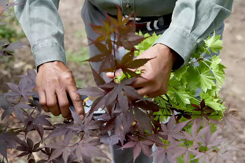 Japanese maple trees pruning