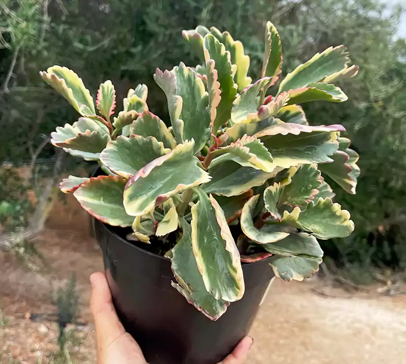 Kalanchoe Fire Rainbow