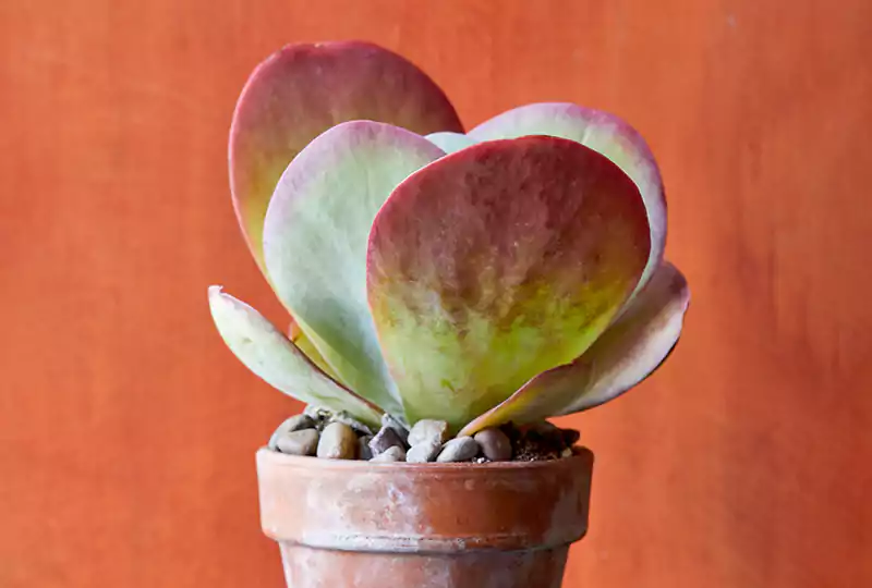 Kalanchoe Paddle Plant