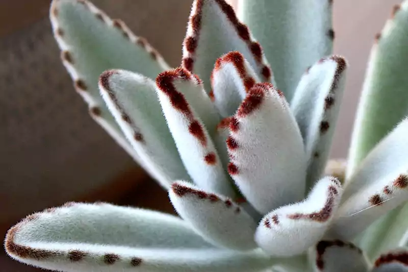 Kalanchoe Panda Plant