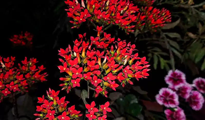 Kalanchoe flower