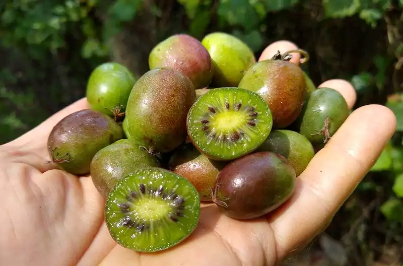 Kiwi Berries