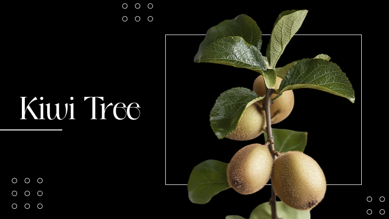 KIWI TREE