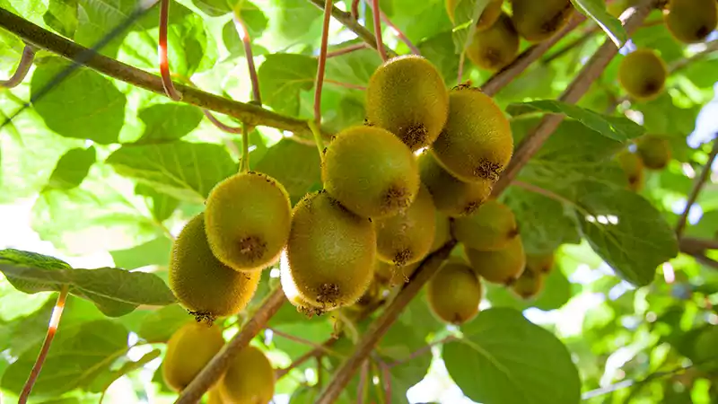Kiwi tree