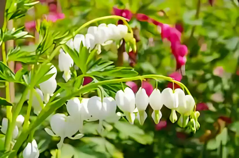 Lamprocapnos spectabilis Alba