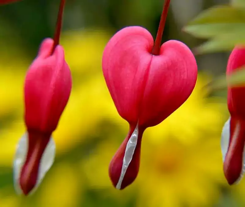 Lamprocapnos spectabilis Ruby Gold