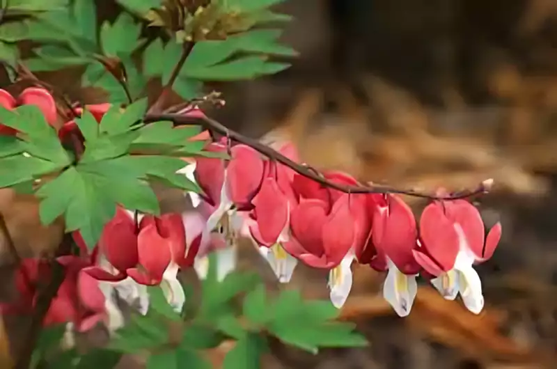 Lamprocapnos spectabilis Valentine