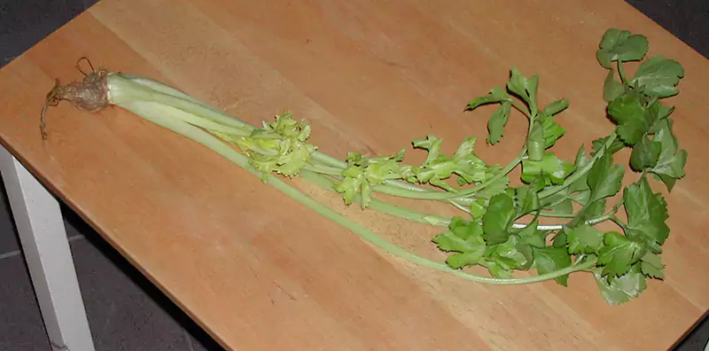 Leaf celery