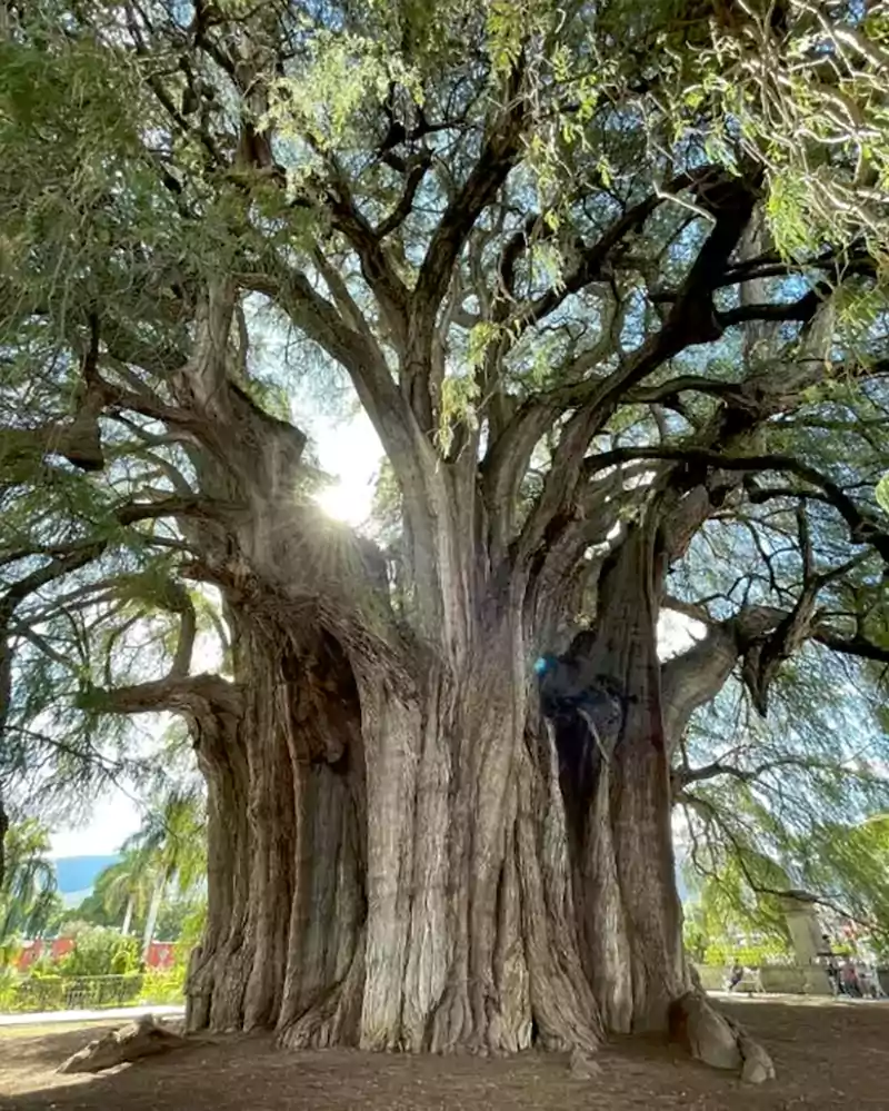 Mexican Cypress Tree