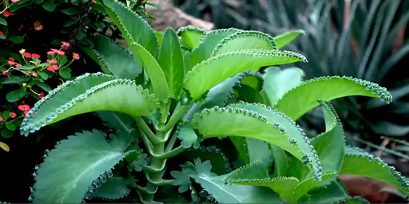Mother of thousands plant