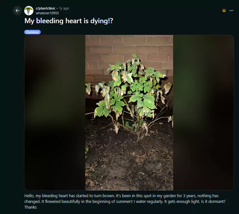 My bleeding heart is dying Reddit query